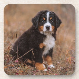 Cutest Baby Animals   Bernese Mountain Dog Coaster