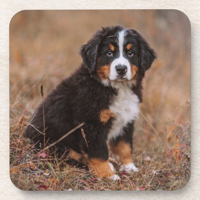 Cutest Baby Animals | Bernese Mountain Dog Coaster (Front)