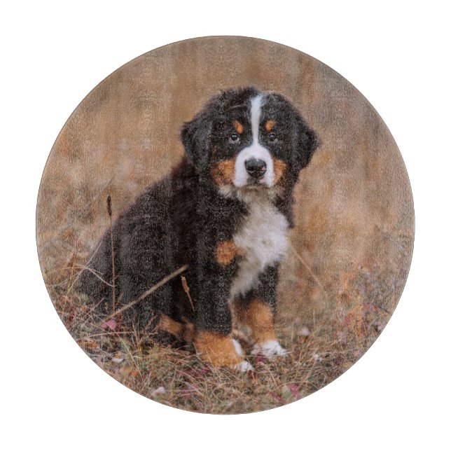 Cutest Baby Animals | Bernese Mountain Dog Cutting Board (Front)