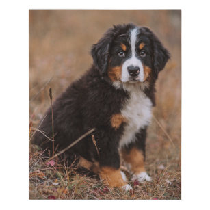 Cutest Baby Animals   Bernese Mountain Dog Faux Canvas Print