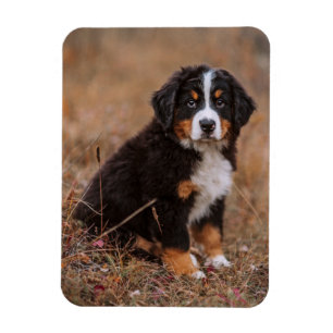 Cutest Baby Animals Bernese Mountain Dog Magnet