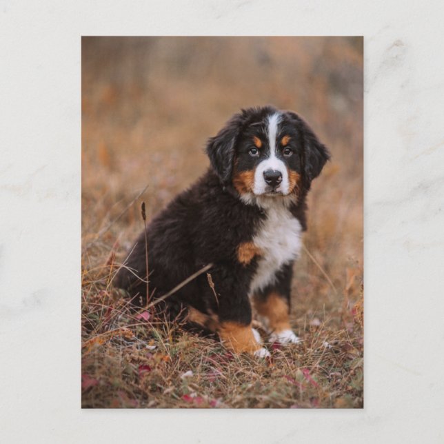 Cutest Baby Animals | Bernese Mountain Dog Postcard (Front)