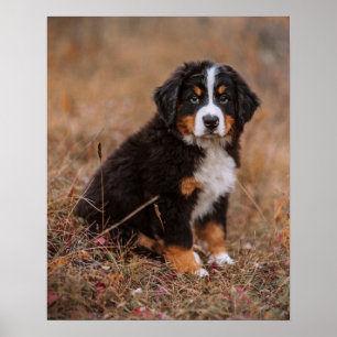 Cutest Baby Animals   Bernese Mountain Dog Poster