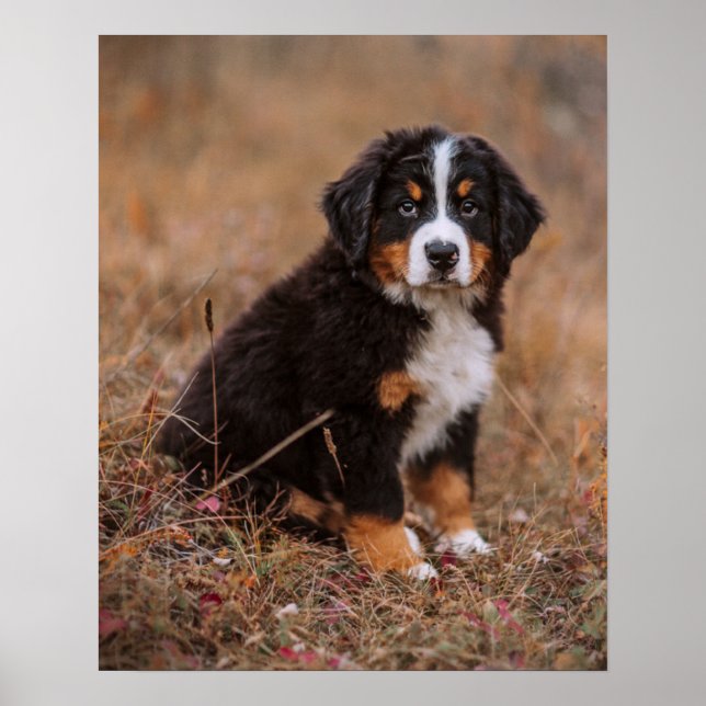 Cutest Baby Animals | Bernese Mountain Dog Poster (Front)