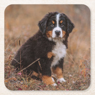 Cutest Baby Animals Bernese Mountain Dog Square Paper Coaster