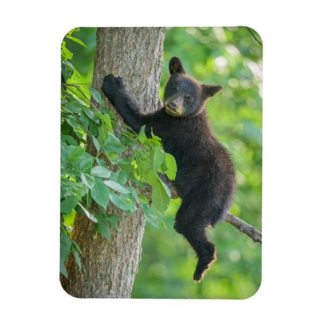 Cutest Baby Animals | Black Bear Cub Magnet (Vertical)