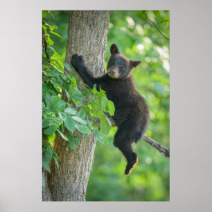 Cutest Baby Animals Black Bear Cub Poster