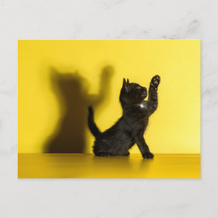 Cutest Baby Animals Black Cat Playing Postcard