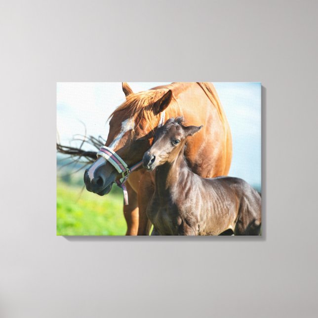 Cutest Baby Animals | Black Foal with Mum Canvas Print (Front)