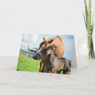 Cutest Baby Animals Black Foal with Mum Card