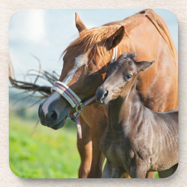 Cutest Baby Animals | Black Foal with Mum Coaster (Front)