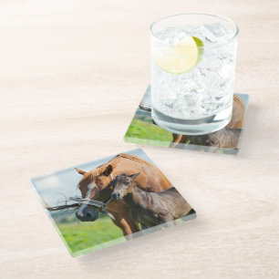 Cutest Baby Animals Black Foal with Mum Glass Coaster