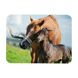 Cutest Baby Animals Black Foal with Mum Magnet