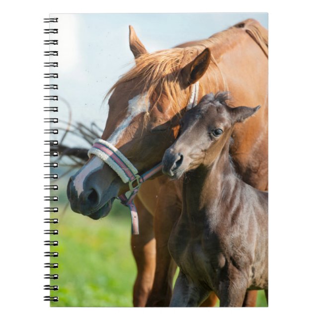 Cutest Baby Animals | Black Foal with Mum Notebook (Front)