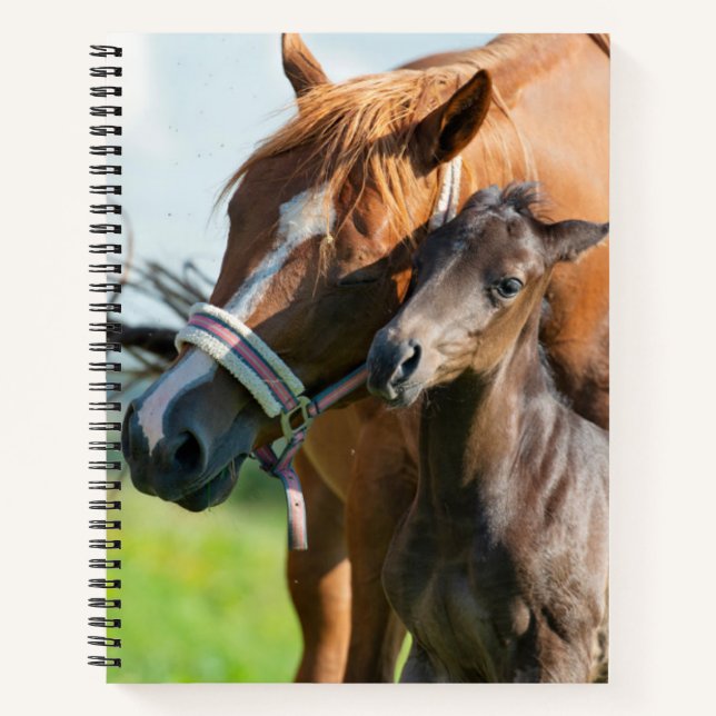 Cutest Baby Animals | Black Foal with Mum Notebook (Front)