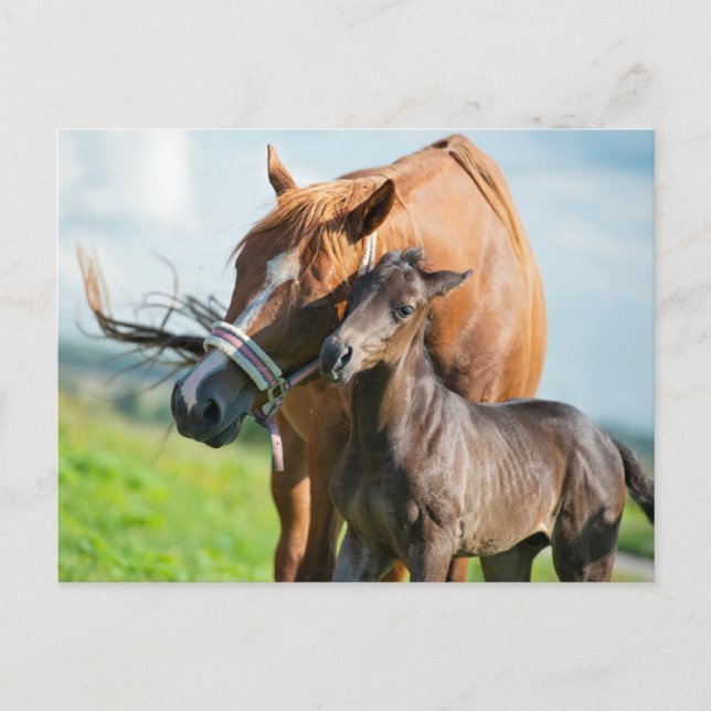 Cutest Baby Animals | Black Foal with Mum Postcard (Front)