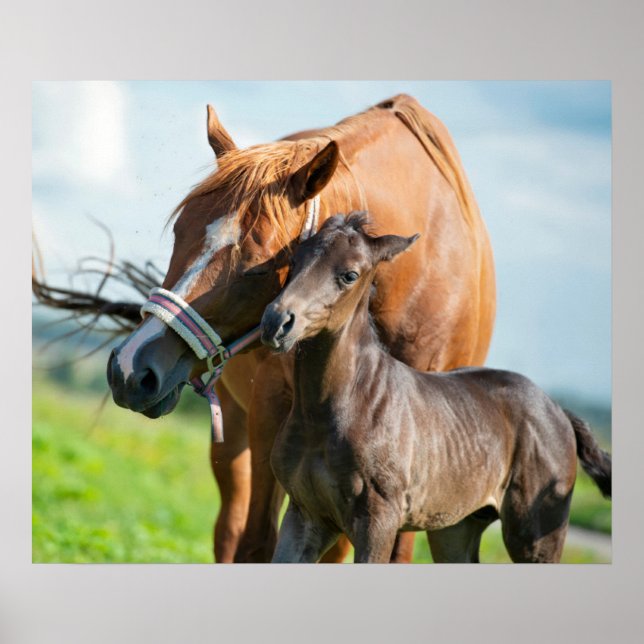 Cutest Baby Animals | Black Foal with Mum Poster (Front)