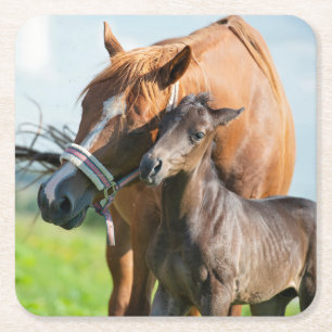 Cutest Baby Animals Black Foal with Mum Square Paper Coaster