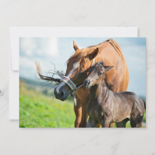 Cutest Baby Animals Black Foal with Mum Thank You Card