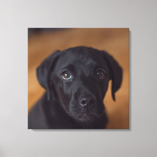 Cutest Baby Animals Black Labrador Puppy Canvas Print
