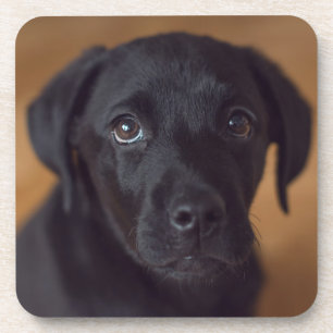 Cutest Baby Animals Black Labrador Puppy Coaster
