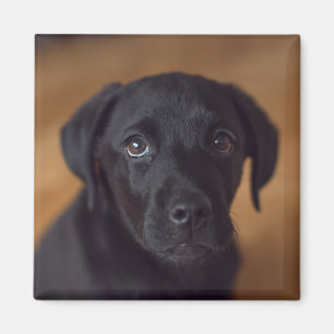 Cutest Baby Animals   Black Labrador Puppy Magnet