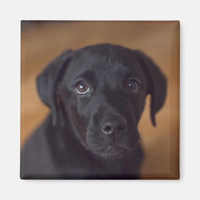 Cutest Baby Animals | Black Labrador Puppy Magnet (Front)