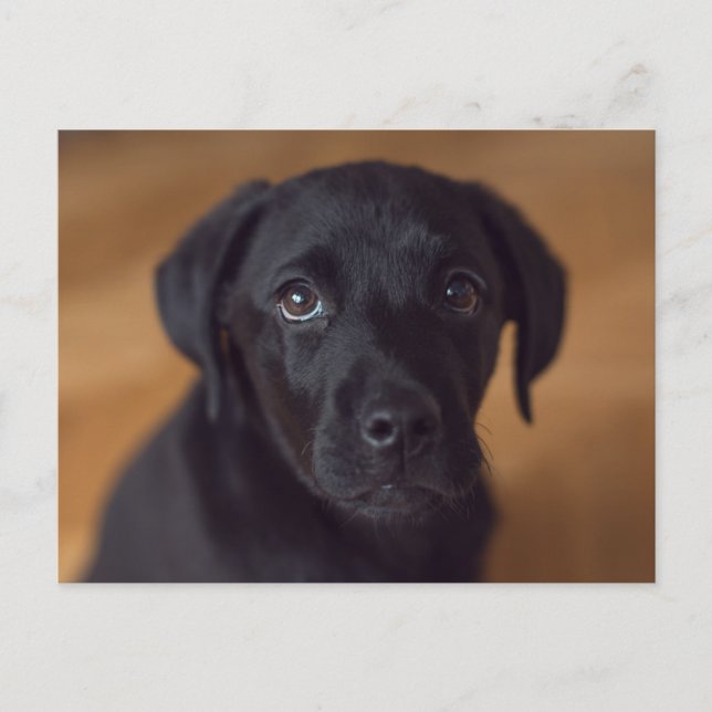 Cutest Baby Animals | Black Labrador Puppy Postcard (Front)