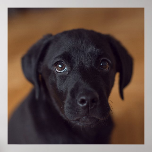 Cutest Baby Animals | Black Labrador Puppy Poster (Front)