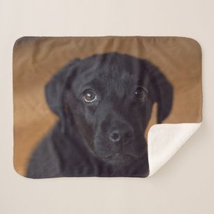 Cutest Baby Animals   Black Labrador Puppy Sherpa Blanket