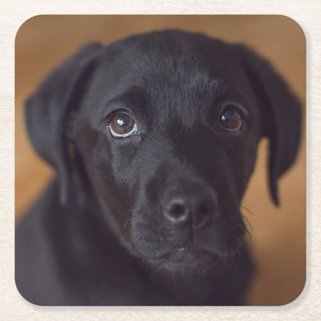 Cutest Baby Animals | Black Labrador Puppy Square Paper Coaster (Front)