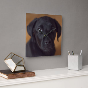 Cutest Baby Animals   Black Labrador Puppy Square Wall Clock