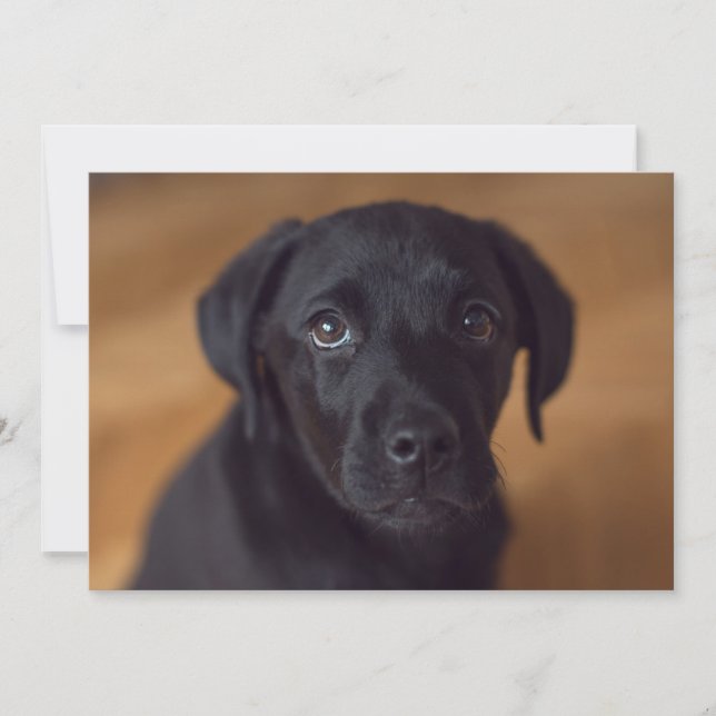 Cutest Baby Animals | Black Labrador Puppy Thank You Card (Front)
