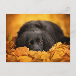 Cutest Baby Animals   Black Spaniel Puppy Postcard