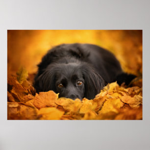 Cutest Baby Animals Black Spaniel Puppy Poster