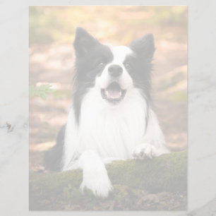Cutest Baby Animals   Black & White Border Collie