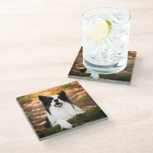 Cutest Baby Animals Black & White Border Collie Glass Coaster