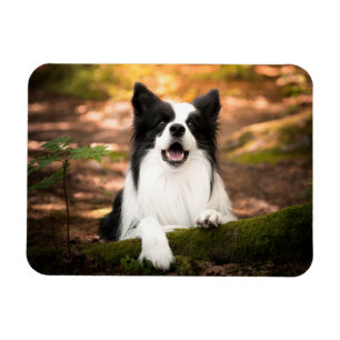 Cutest Baby Animals Black & White Border Collie Magnet