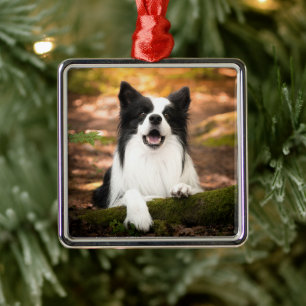 Cutest Baby Animals Black & White Border Collie Metal Tree Decoration