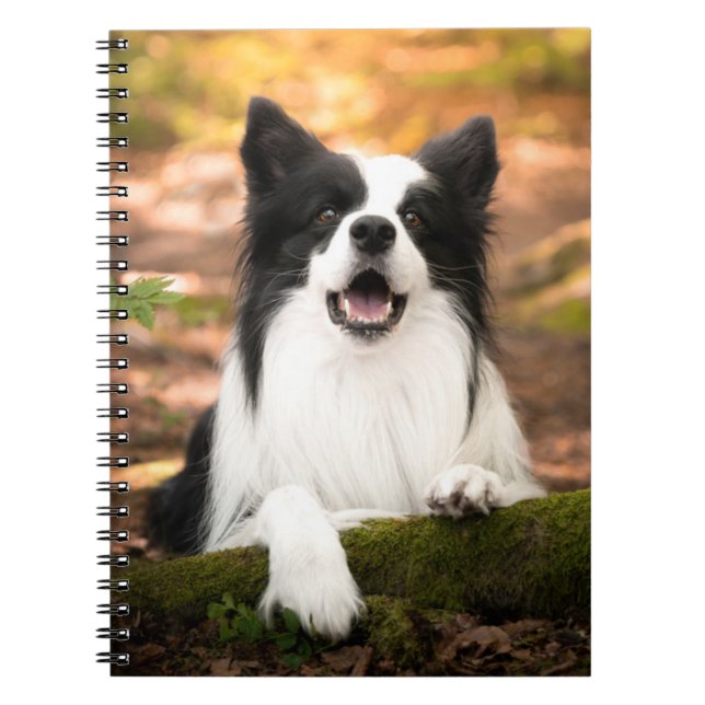 Cutest Baby Animals | Black & White Border Collie Notebook (Front)