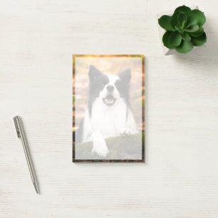 Cutest Baby Animals Black & White Border Collie Post-it Notes