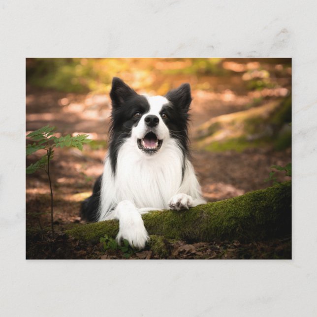Cutest Baby Animals | Black & White Border Collie Postcard (Front)