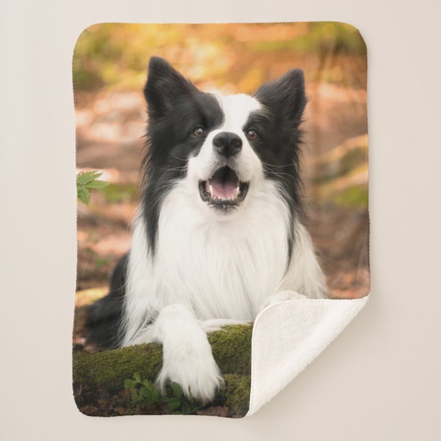Cutest Baby Animals | Black & White Border Collie Sherpa Blanket (Front)