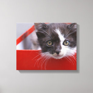 Cutest Baby Animals Black & White Kitten Canvas Print