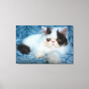 Cutest Baby Animals   Black & White Kitten Canvas Print