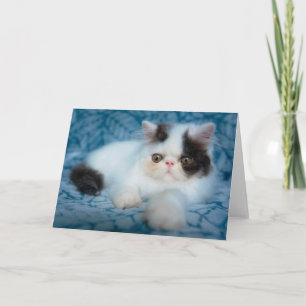 Cutest Baby Animals Black & White Kitten Card