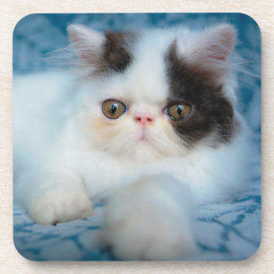 Cutest Baby Animals   Black & White Kitten Coaster