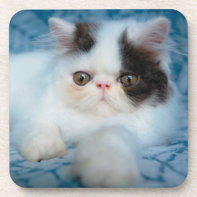 Cutest Baby Animals | Black & White Kitten Coaster (Front)