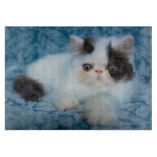 Cutest Baby Animals Black & White Kitten Cutting Board