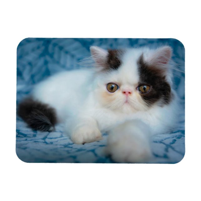 Cutest Baby Animals | Black & White Kitten Magnet (Horizontal)